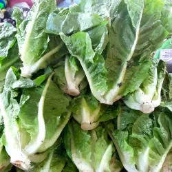 Lettuce Romaine at Bacolodpages