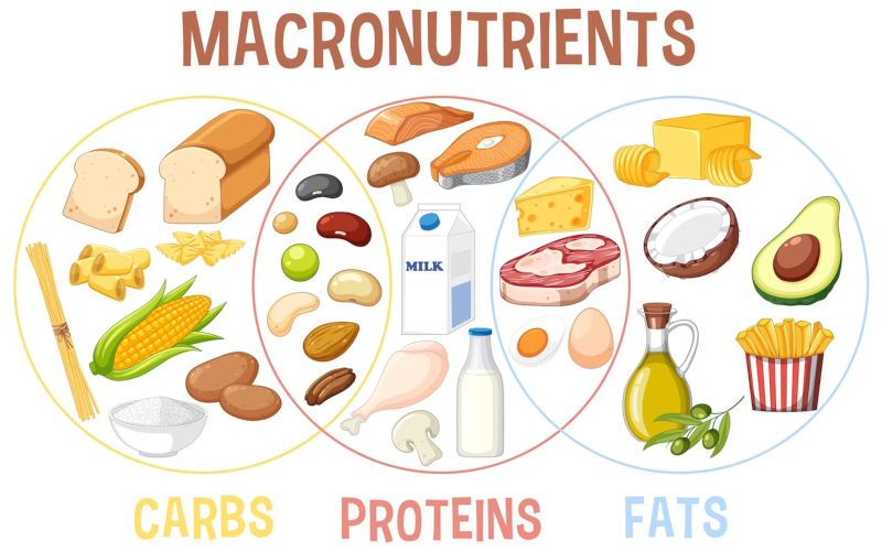 Understanding Macronutrients The 3 Building Blocks Of A Healthy Diet Understanding Macronutrients The 3 Building Blocks Of A Healthy Diet