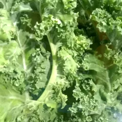 Kale at Bacolodpages