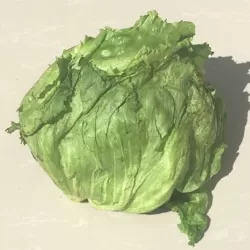 Lettuce - Iceberg 
