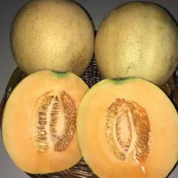 Melon canteloupe