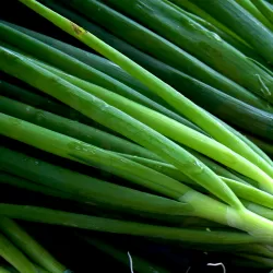 Onion Leeks at Bacolod Pages