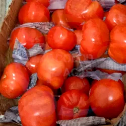 American Tomatoes at Bacolod pages