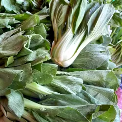Bok Choy at Bacolodpages