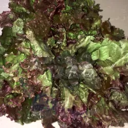 Lettuce - curly purple