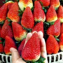 Strawberries King Jumbo (jumbo size) at Bacolod pages
