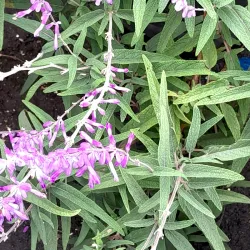 Sage at Bacolodpages