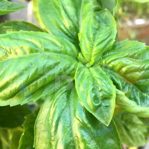 Bacolodpages Fruits and Vegetables Wholesale - Sweet Basil