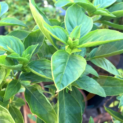 Basil - Thai