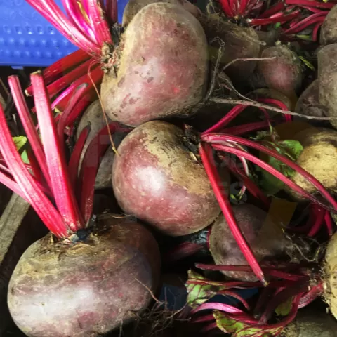 Bacolodpages Fruits and Vegetables Wholesale - Beetroot