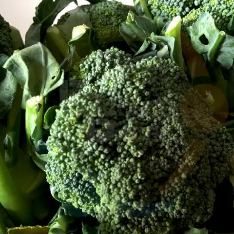 Bacolodpages Fruits and Vegetables Wholesale - Broccoli