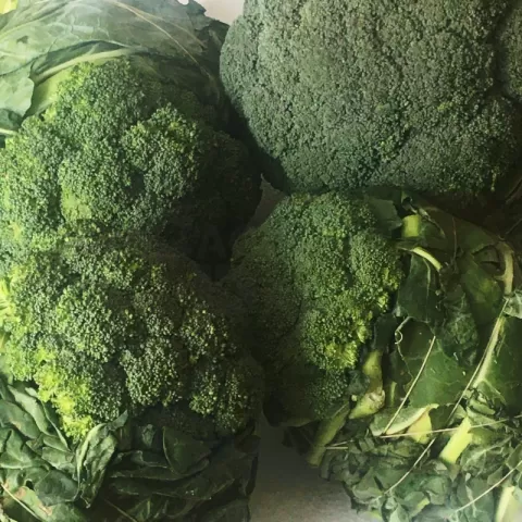 Baguio Broccoli at Bacolod Pages