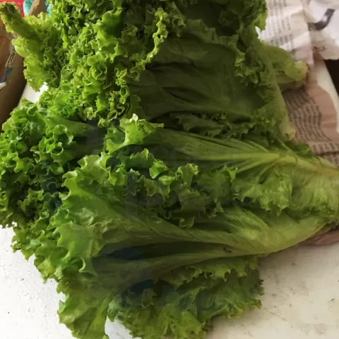 Bacolodpages Fruits and Vegetables Wholesale - Lettuce Curly Green