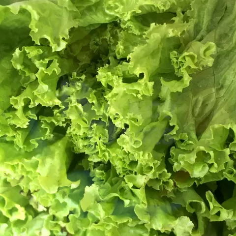 Lettuce - Curly green