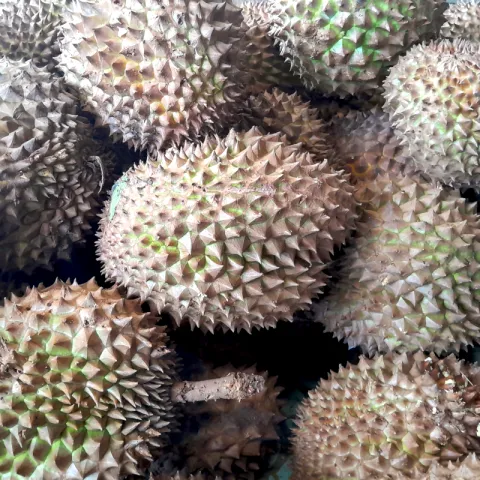 Durian at Bacolod Pages