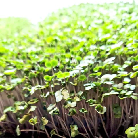 Kale micro-greens at Bacolod pages