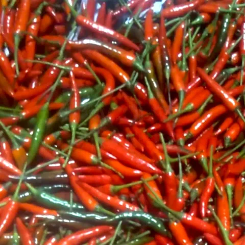Chili Labuyo at Bacolod Pages