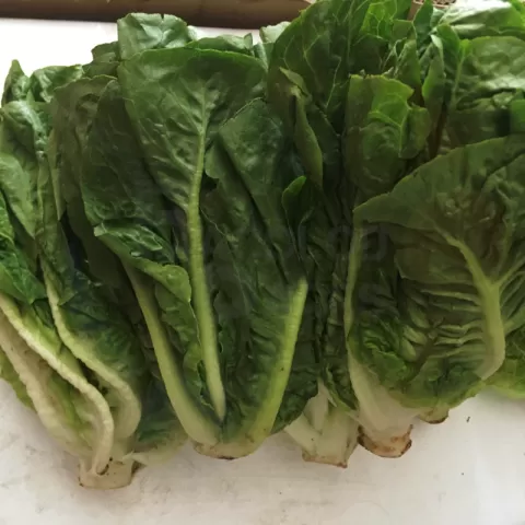 Bacolodpages Fruits and Vegetables Wholesale - Lettuce Romain