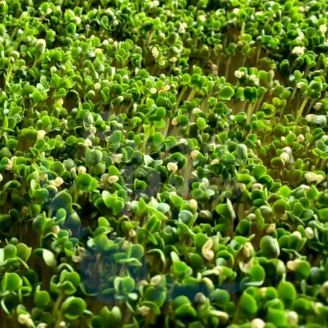 Mustard micro-greens