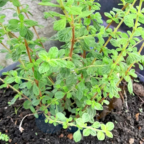 Italian Oregano available at Bacolodpages.com