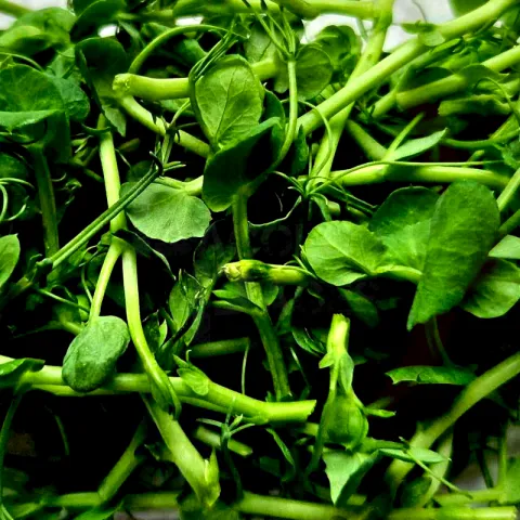 Pea Shoots at Bacolod pages