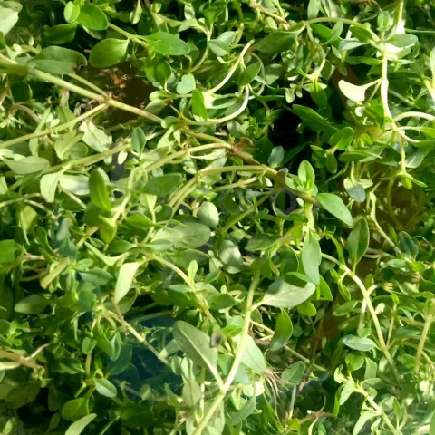 Thyme available at Bacolodpaes.com