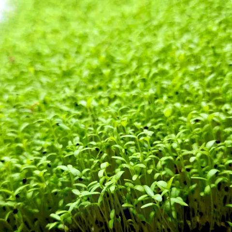 Micro greens - amaranth sprouts at bacolod pages