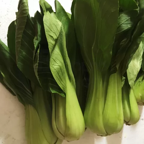 Bacolodpages Fruits and Vegetables Wholesale - Bok Choy