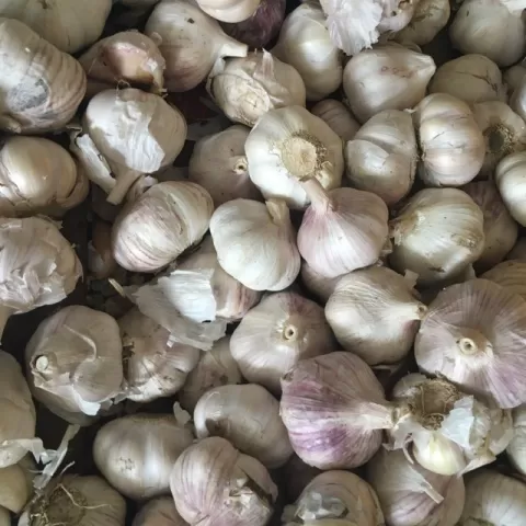 Bacolod Pages Fruits and Vegetables Wholesale - Garlic