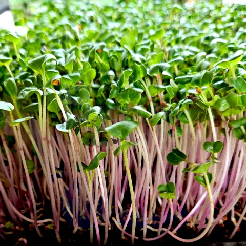 Radish Sprouts at Bacolod Pages