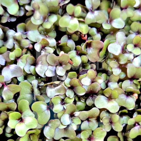 Red Cabbage Microgreens