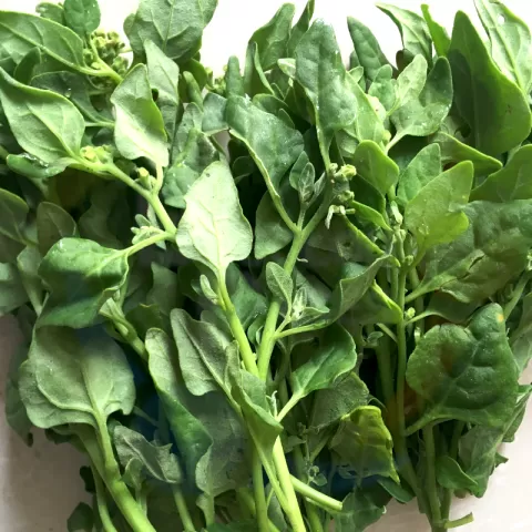 Bacolodpages Fruits and Vegetables Wholesale - Spinach