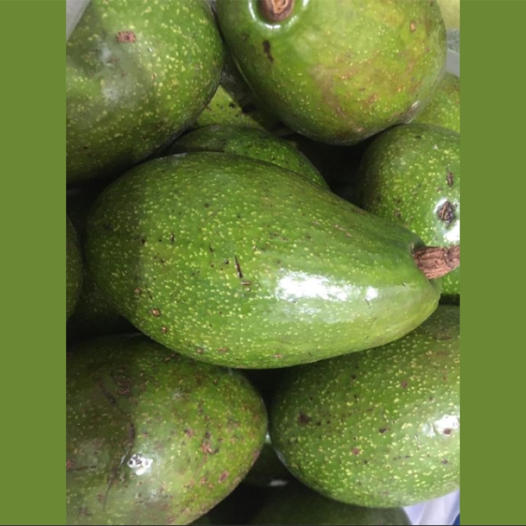 Avocado Bacolod pages