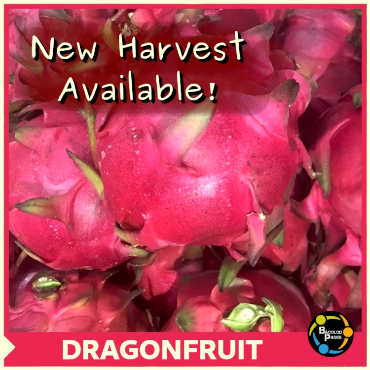Freshly Harvested Dragon Fruits! Bacolod Pages