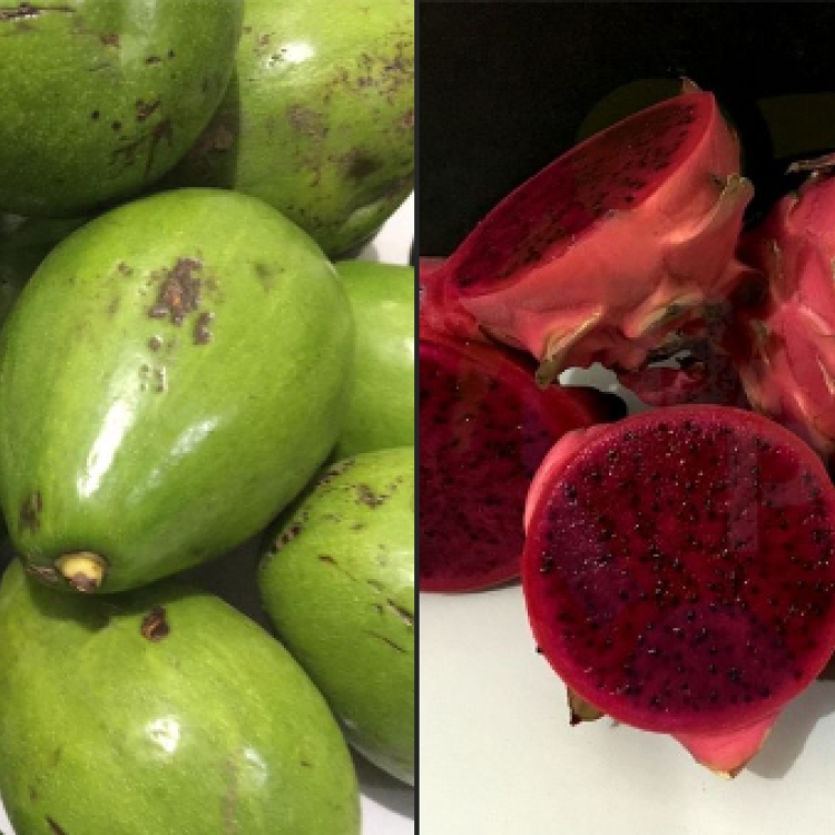Seeasonal Fruits Bacolod Pages